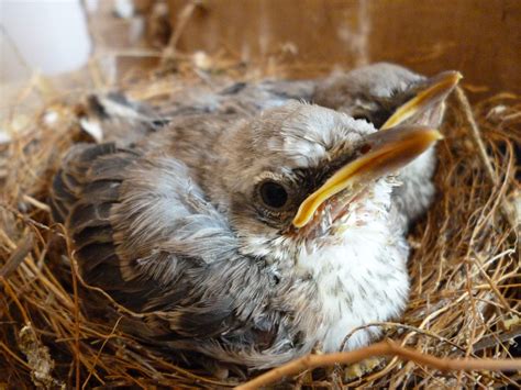 鳥來築巢代表什麼 淡海災厄